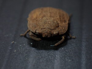 アシブトメミズムシ Nerthra macrothorax　飼育開始から繁殖まで