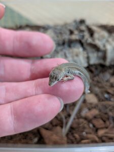 ニホンカナヘビ　生後62日目