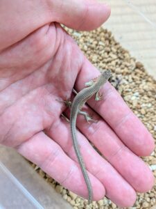 ニホンカナヘビ　生後76日