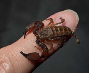 ヤエヤマサソリ　Liocheles australasiae 