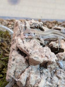 ニホンカナヘビ　生後102日目